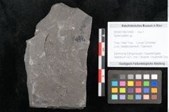 Foto (Objekt + Etikett) von Sphenopteris sp. (NHMW-GEO-2024-0188-10480)